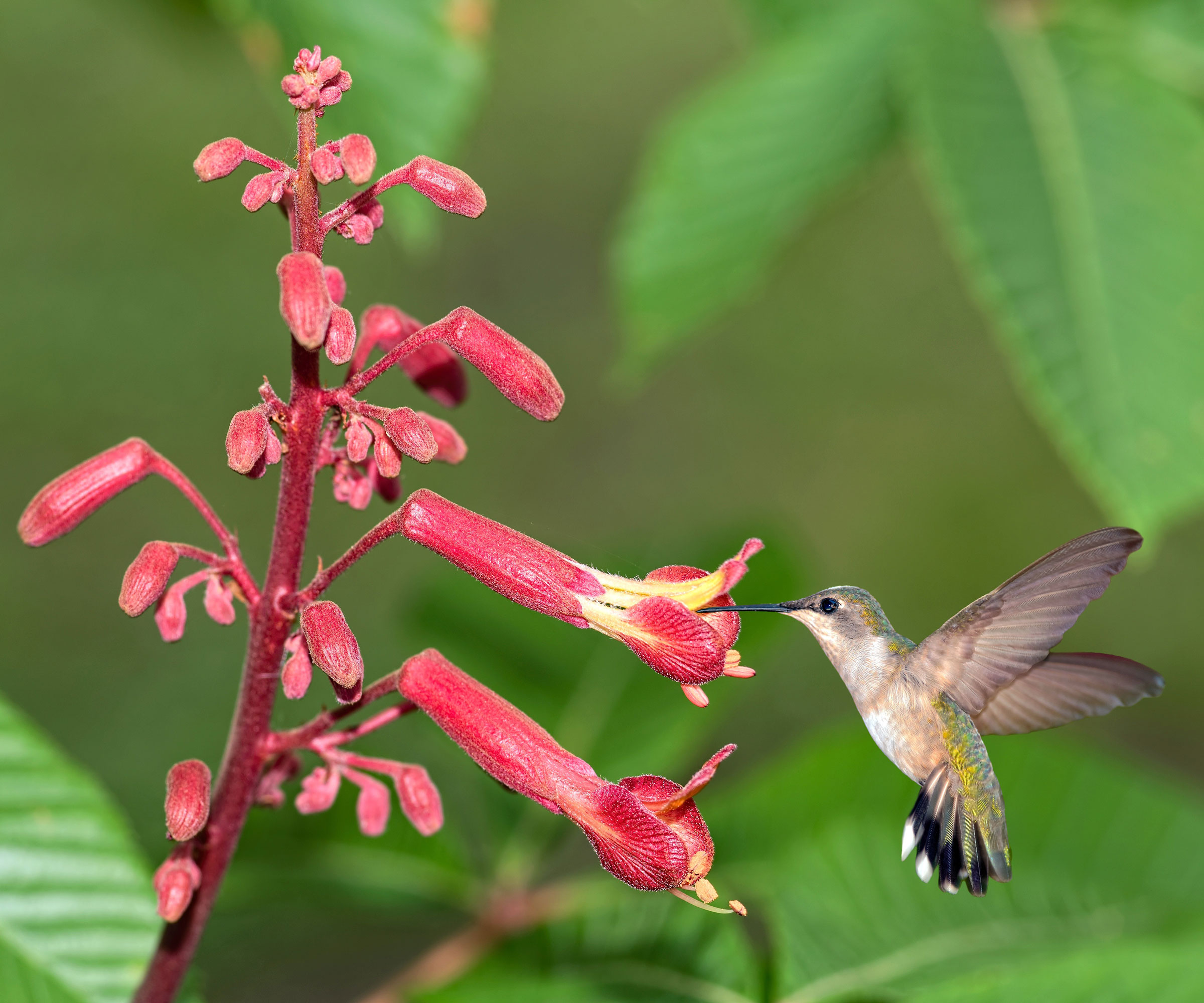 red buckeye tree in bloom with hummingbird flying in to drink nectar