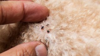 A close-up of fleas and mites feeding in a dog's fur