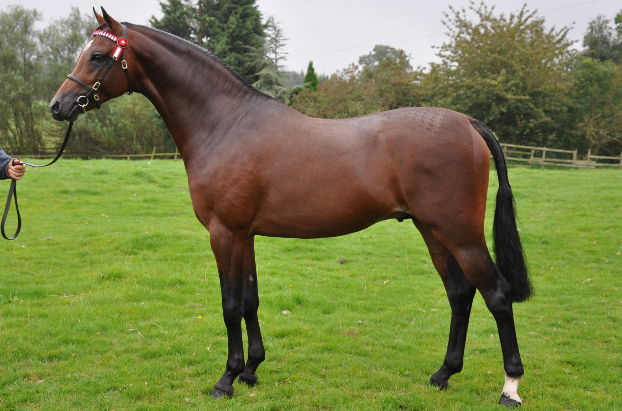 Turberry Top Cat Turberry Top Cat, part-bred Arab show pony stallion at stud at Millbry Hill Stud, North Yorkshire