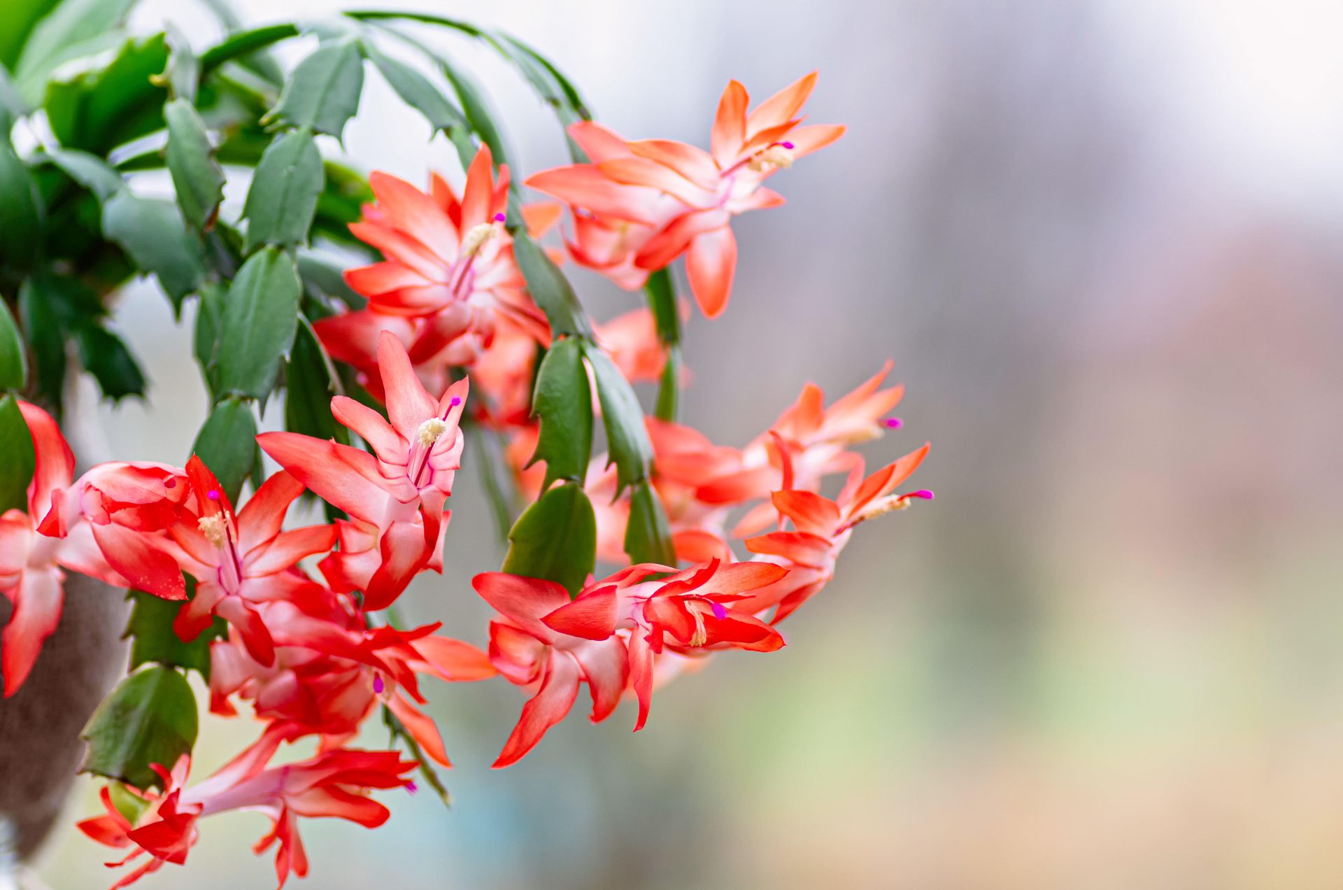 How often should I water my Christmas cactus? Expert guide Livingetc