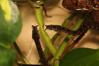 Two baby tentacled snakes swim at the Smithsonian.