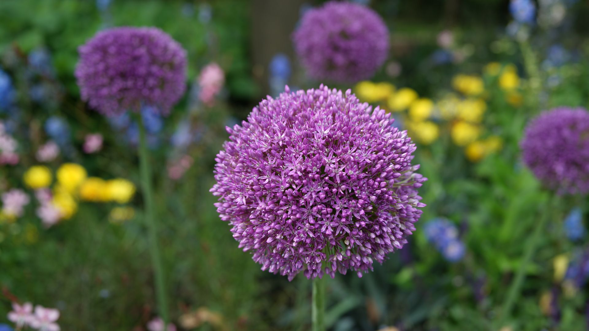 picture of purple alliums growing in garden