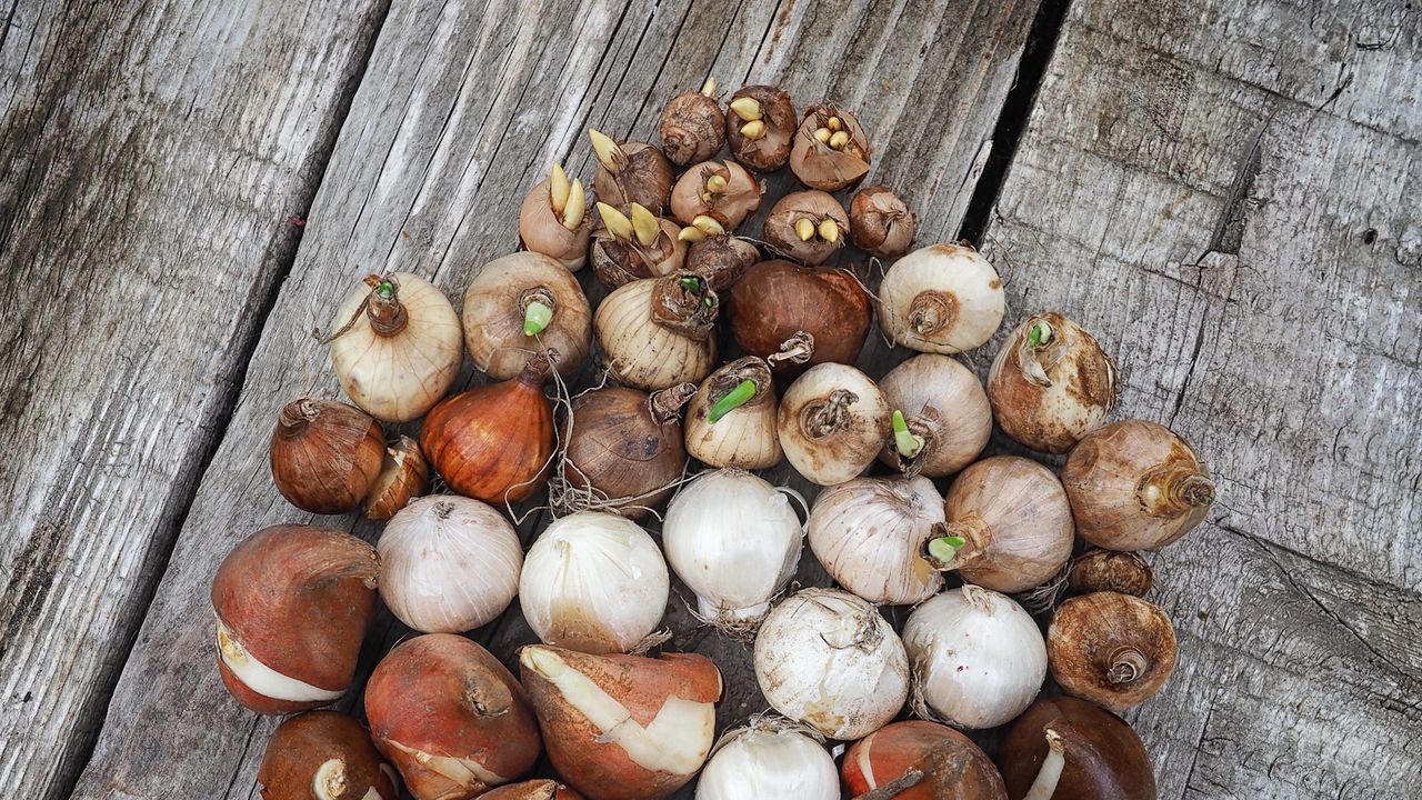 Tulip bulbs with small green shoots on a wooden table