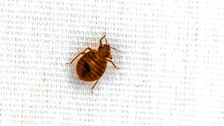 A close up of a bed bug on white fabric