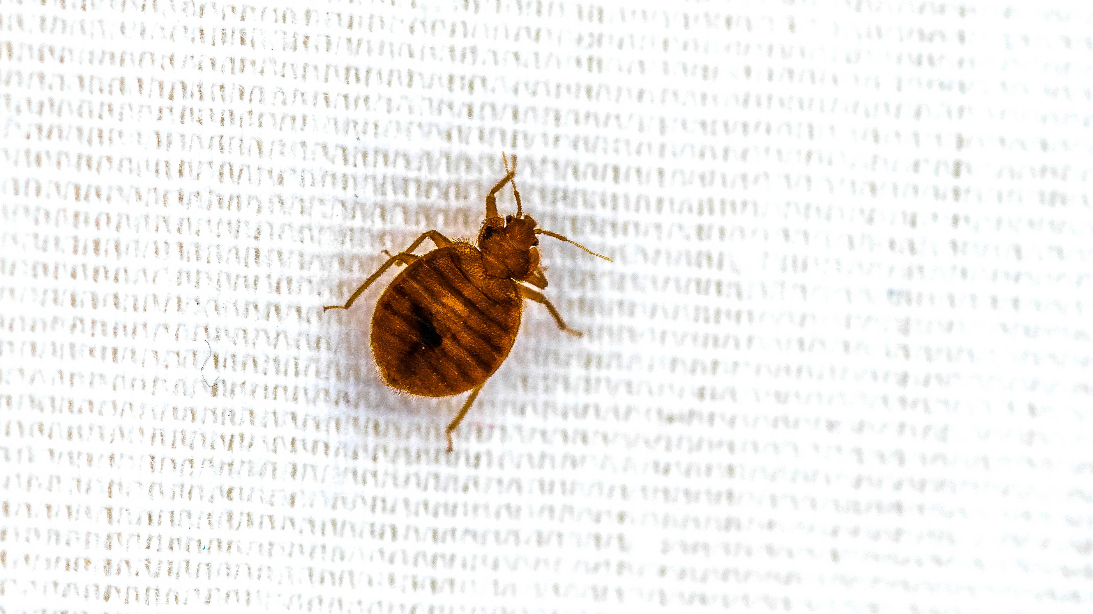 A close up of a bed bug on white fabric