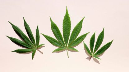 three marijuana leaves