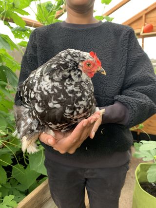 Claire Ratinon holding her pet chicken