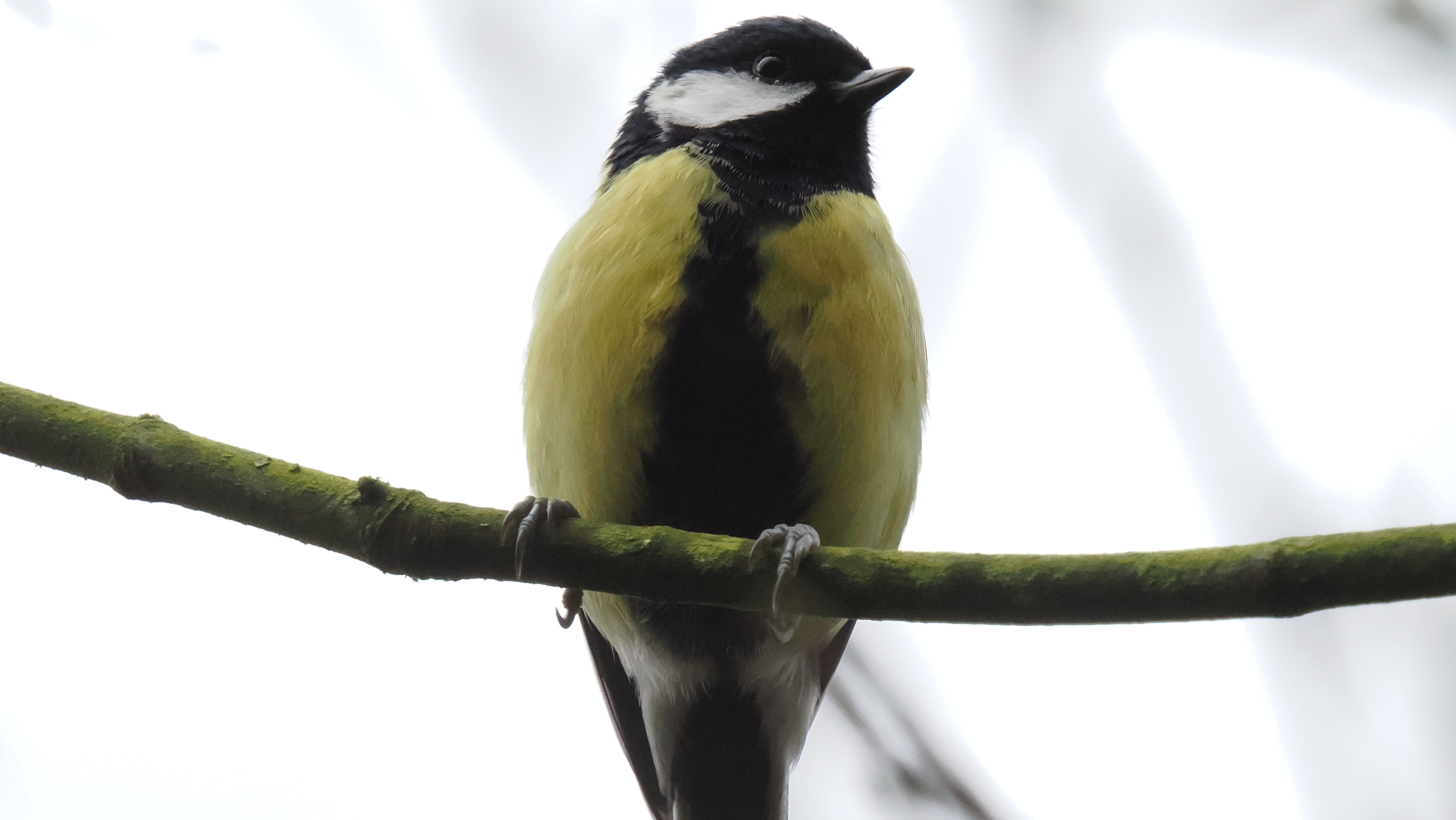 A photo taken on an OM System OM-1 Mark II Micro Four Thirds mirrorless camera