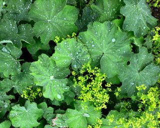 Alchemilla Mollis (Lady's Mantle) with water drops on the leaves