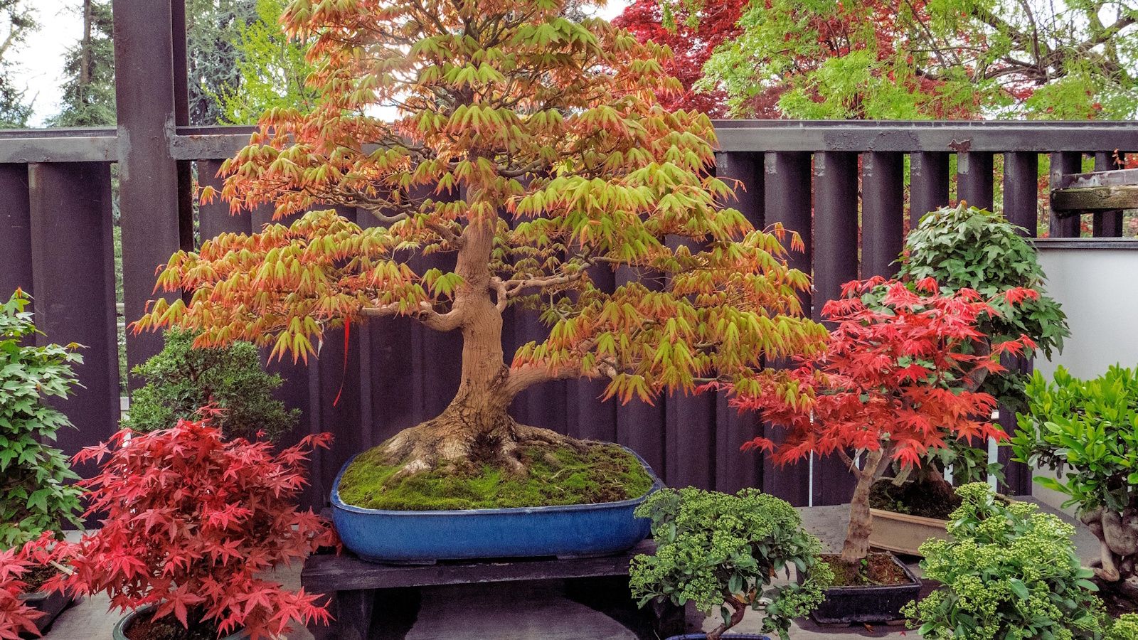 Easiest bonsai trees for beginners: 5 plants to try | Homes and Gardens