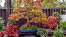 Bonsai tree display in a garden, including Japanese maple trees in shades of red and green