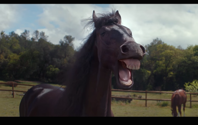 Volkswagen laughing horses