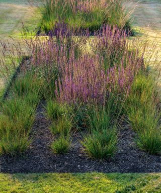 purple moor grass (Molinia caerulea ‘Edith Dudszus’) and Balkan clary (Salvia nemorosa ‘Caradonna’)
