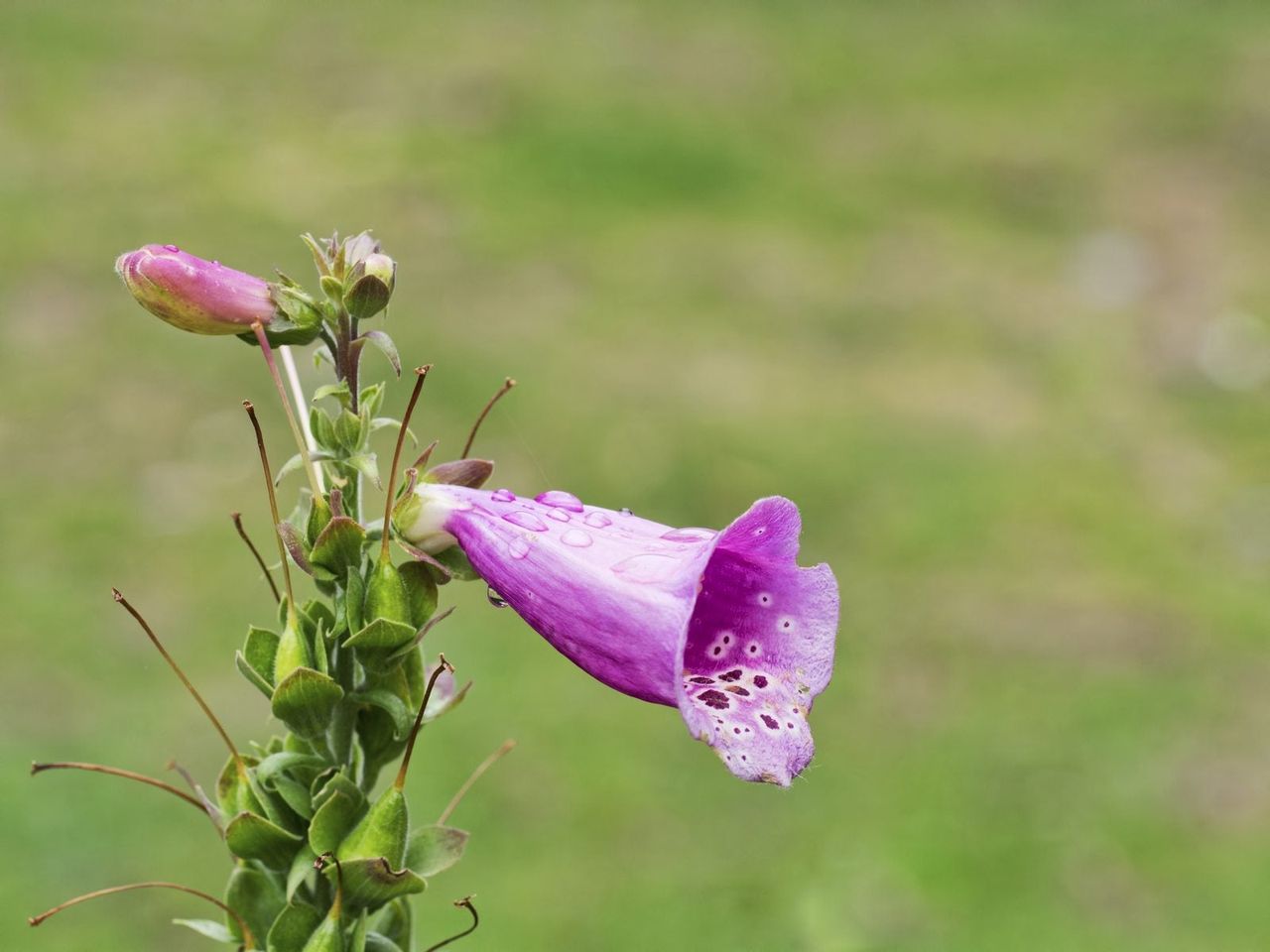 foxglove deadheading