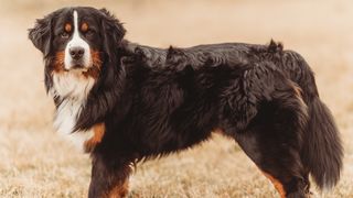 32 big dog breeds that make sensible pets