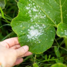 hand holding squash leaf with powdery mildew