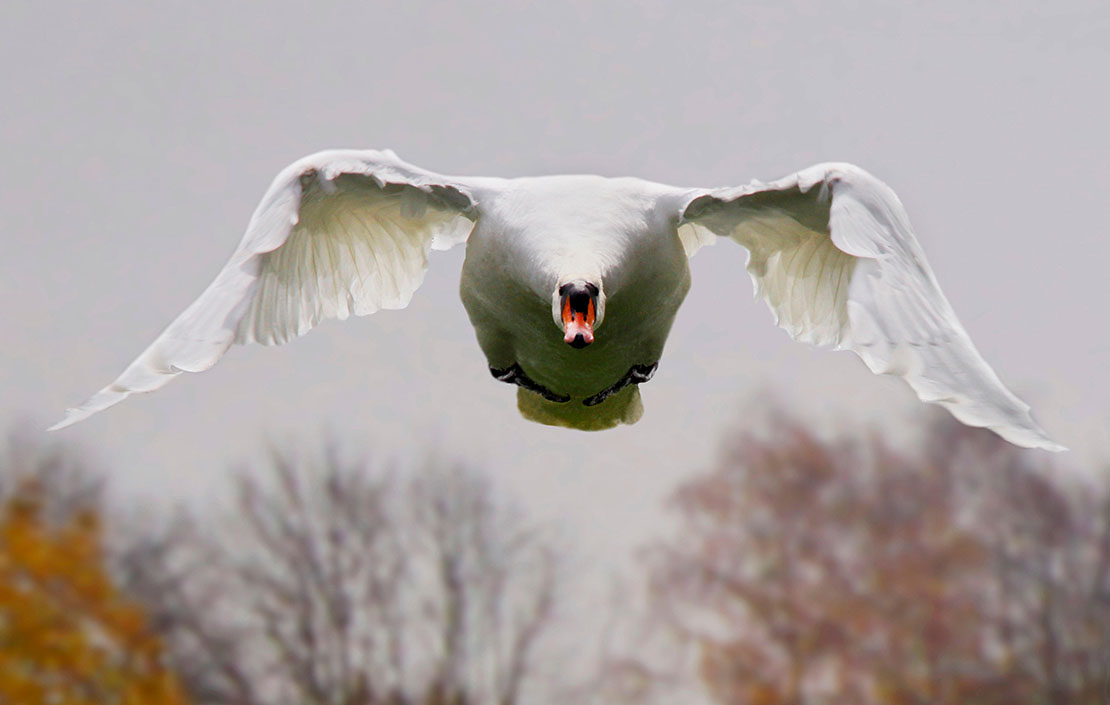 mute swan (Cygnus olor), in flight front view, Germany