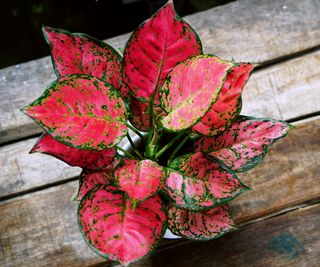 Chinese evergreen 'red king'