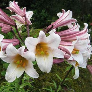 Plant World Seeds Lilium regale