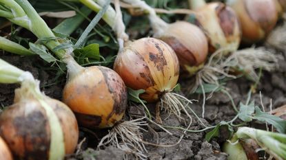 Freshly-lifted row of onions lying on the soil