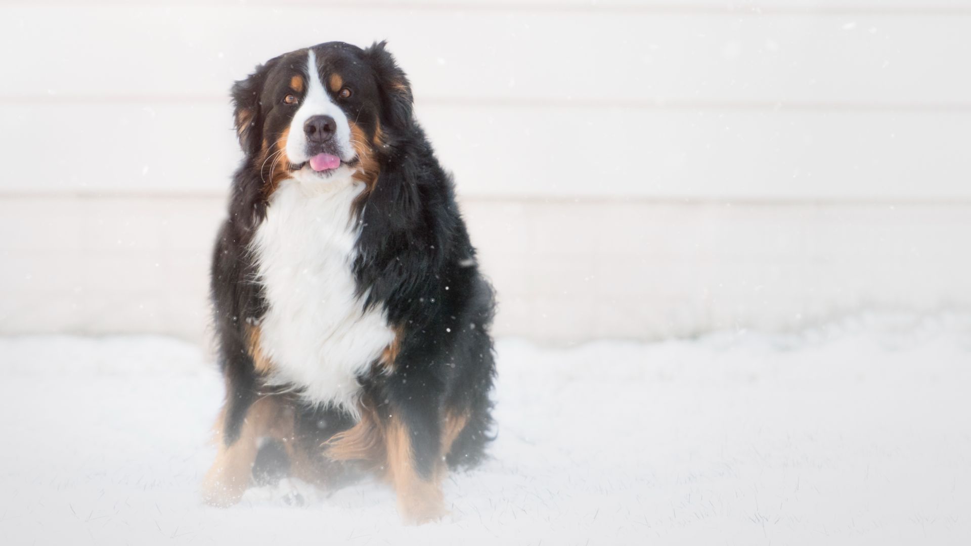 bernese mountain dog sat with tongue poking out in the snow