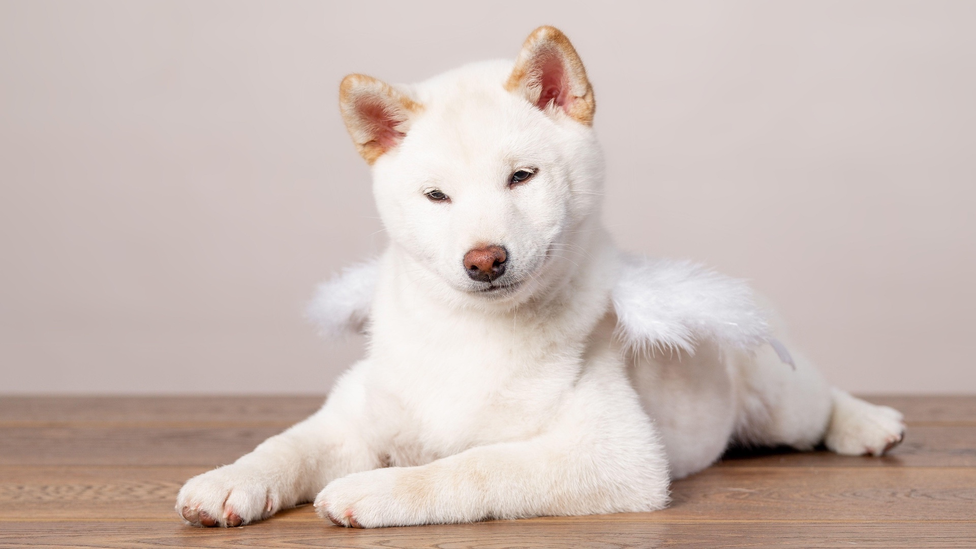 Hokkaido dog