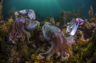 Giant Australian cuttlefish (Sepia apama), Spencer Gulf, South Australia.