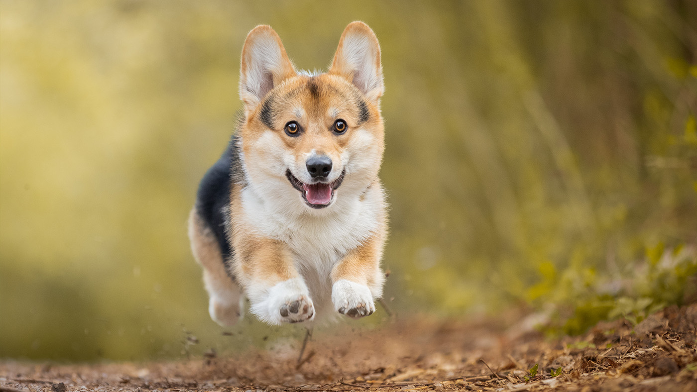 Pembroke Welsh Corgi airborne