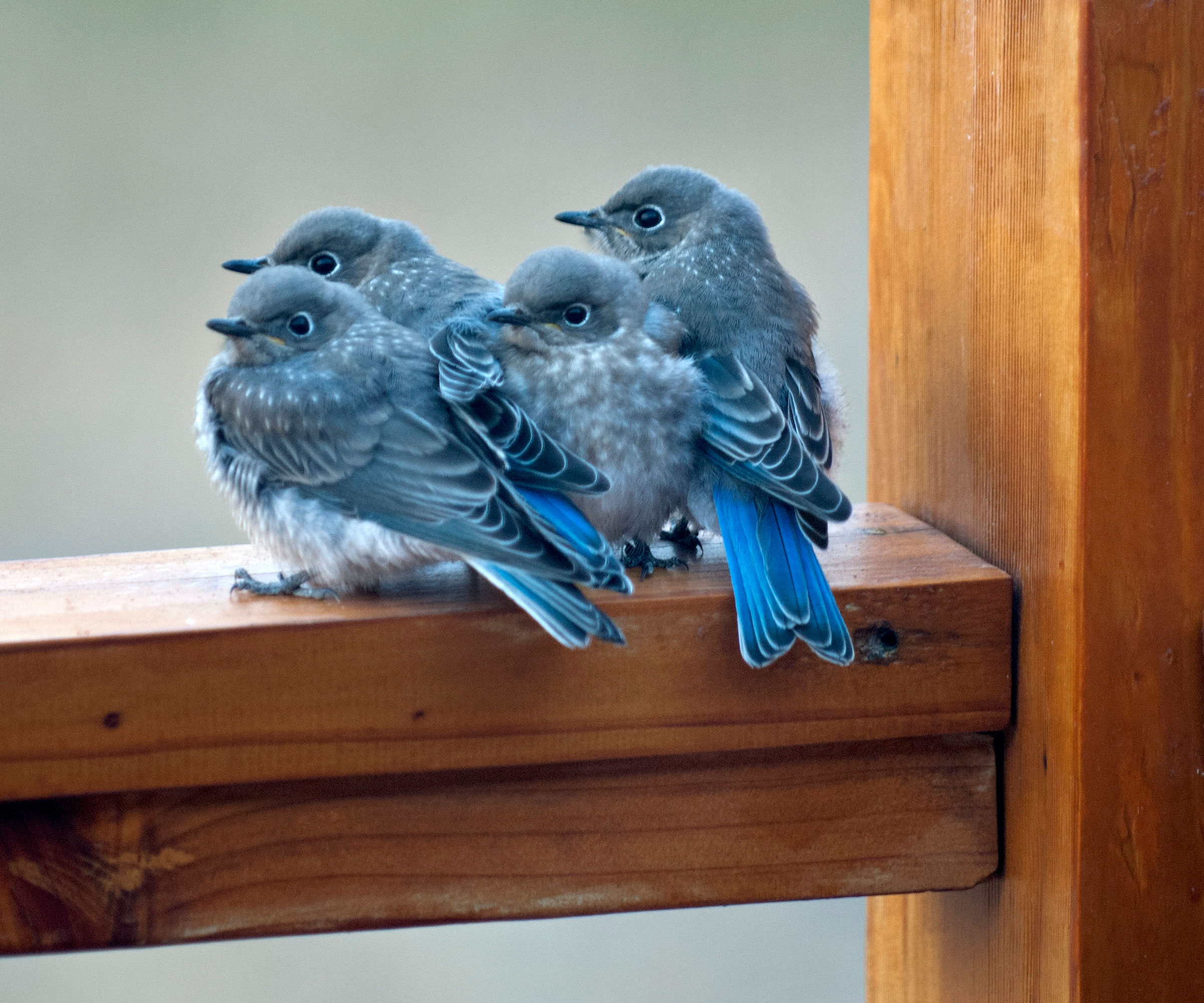 baby birds huddled together on wooden fence