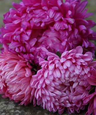 China aster 'Duchesse Coral Rose'