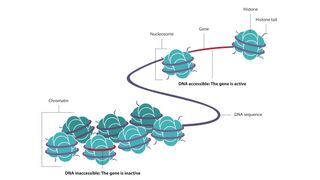 DNA wraps around proteins called histones to form chromatin.