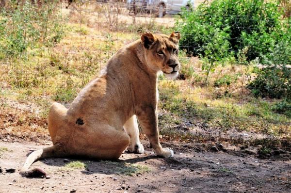 A large pregnant female curiously looks around at the mountain bikers as they pass.