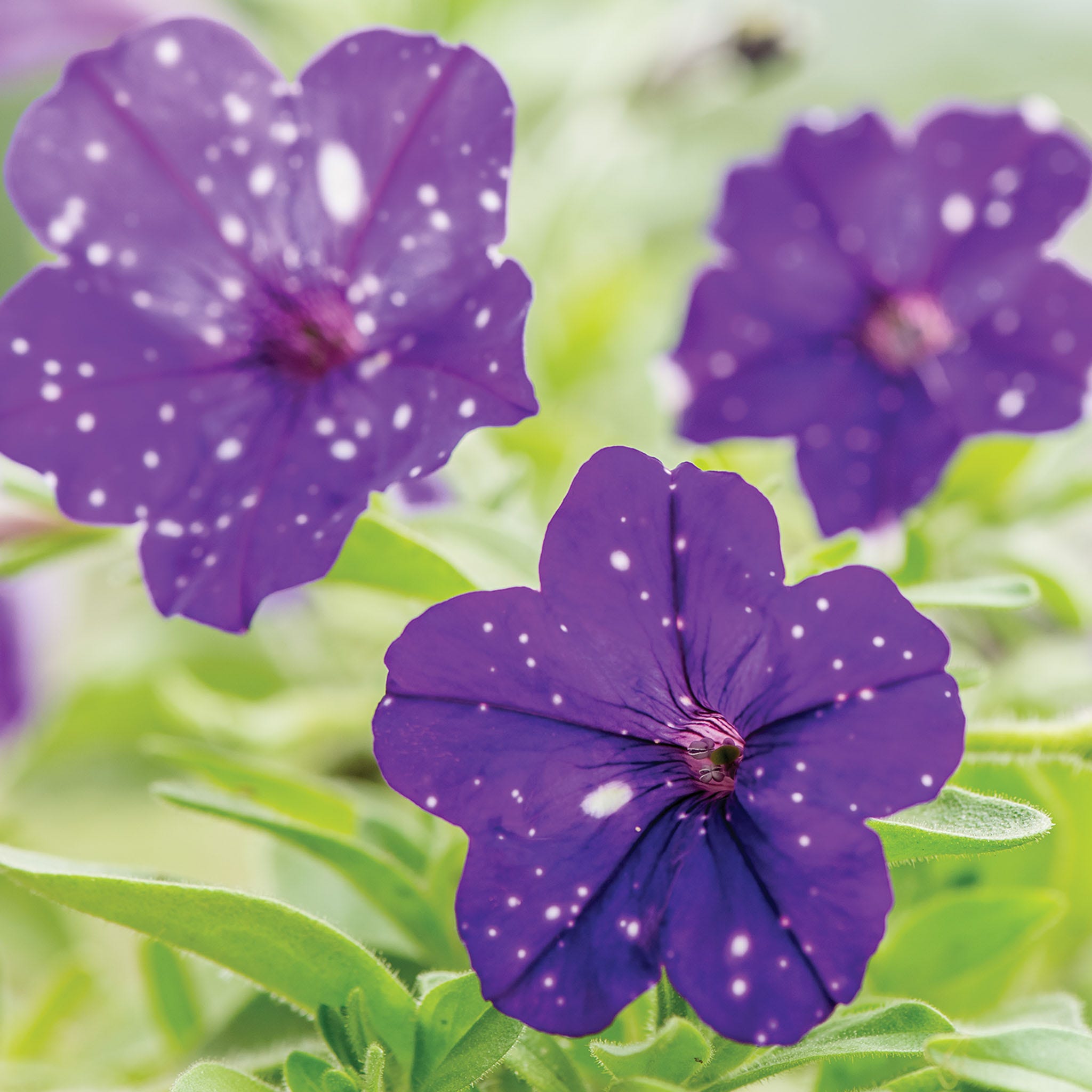 Night Sky Petunia Plants