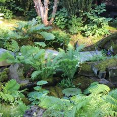 Ferns and moss covered stones on the floor of a chelsea flower show garden