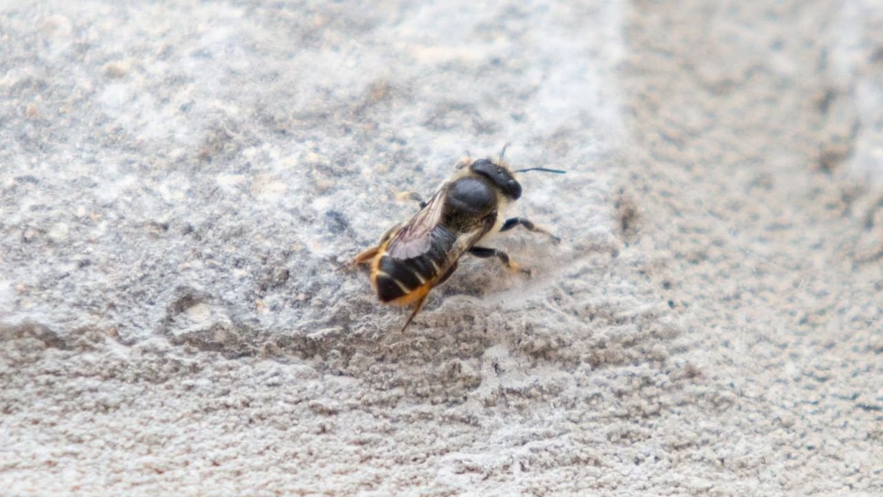 osmia_avosetta_bee.jpg