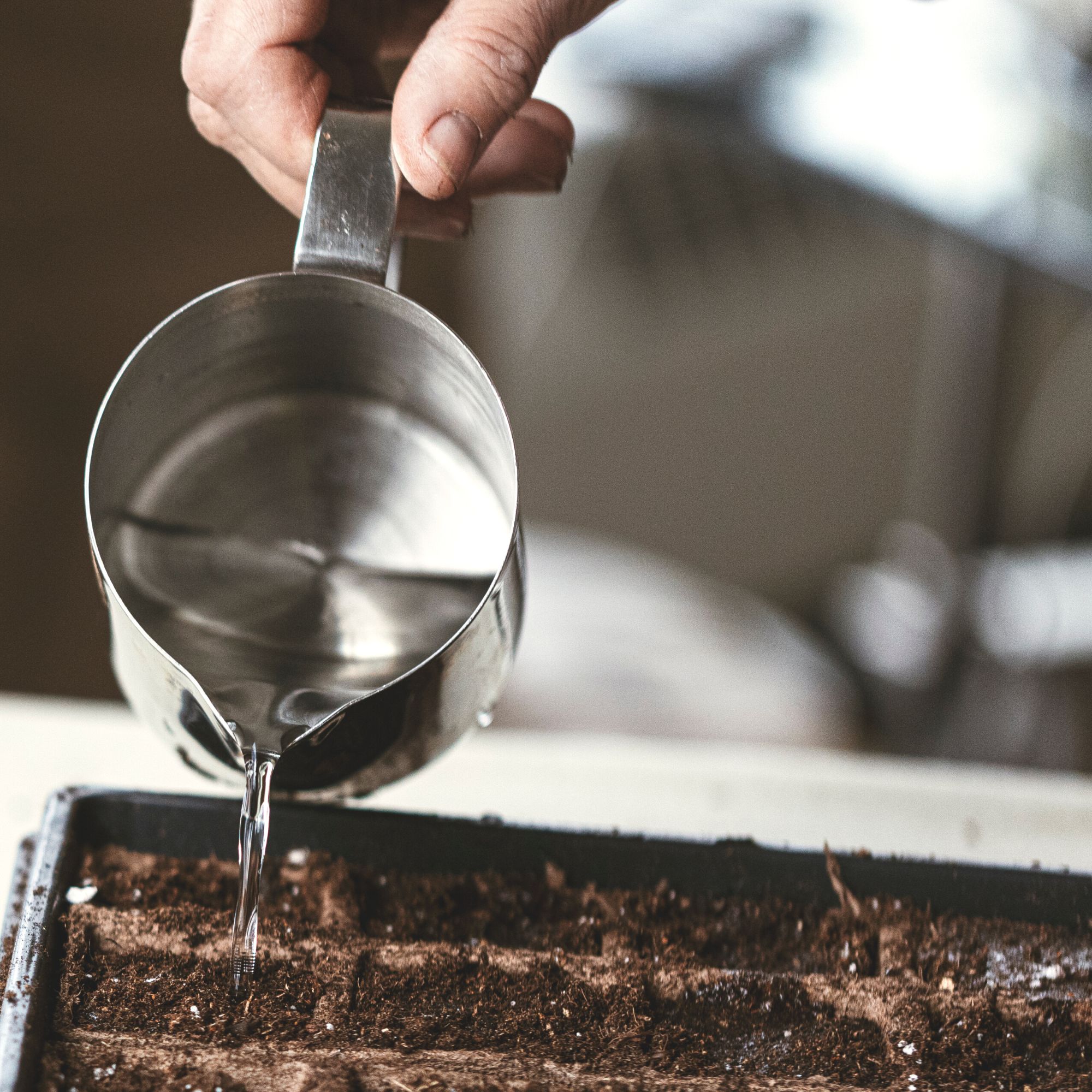 hand holding metal jug watering the seed tray