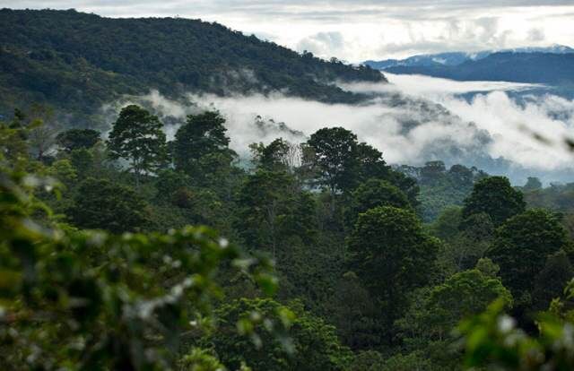 coffee, climate change, global warming