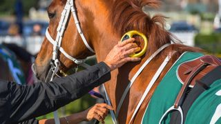 Racehorse having microchip scanned