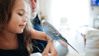 Child staring at blue pet bird