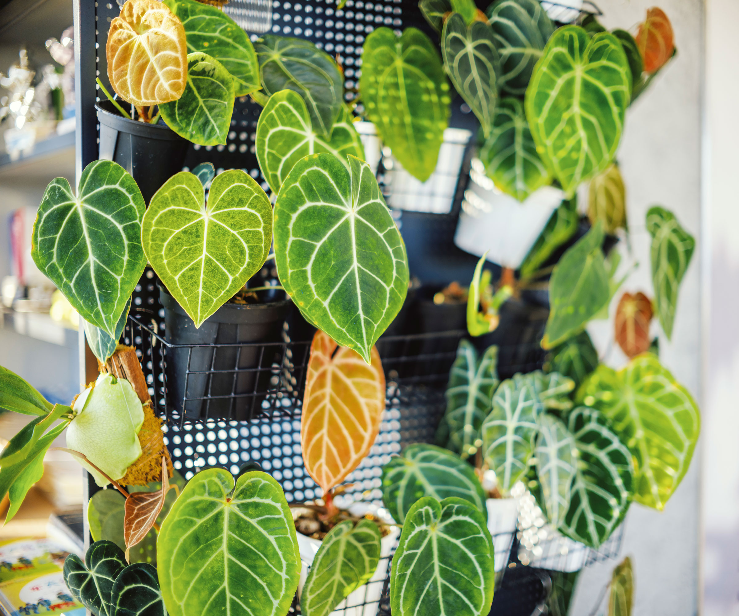 begonias and other houseplants in pots attached to wall frame