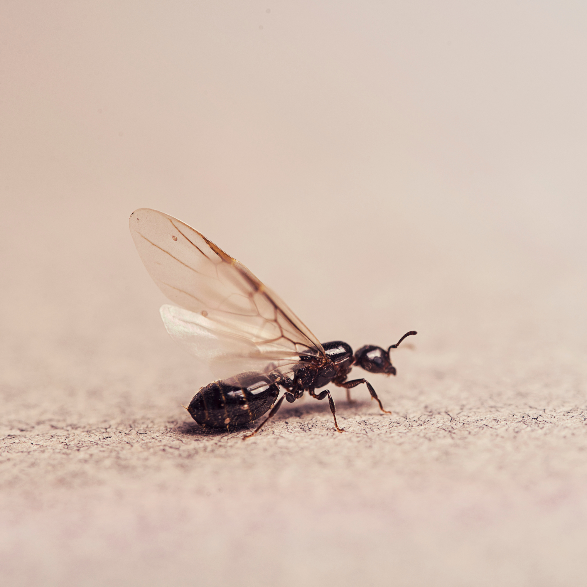 flying ant - Kaan Sezer - GettyImages-1134306011