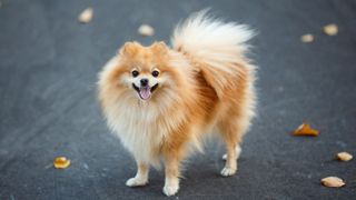 Easiest dog breeds