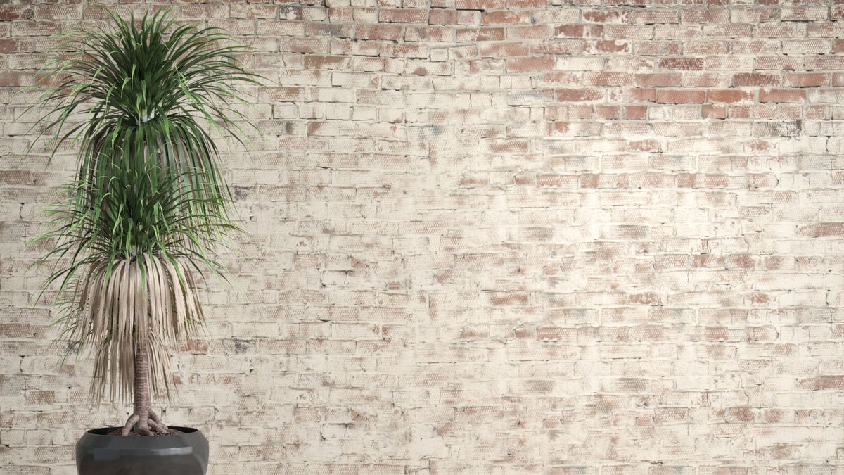 How to repot a dragon tree and expert tips on when to do it | Homes and  Gardens