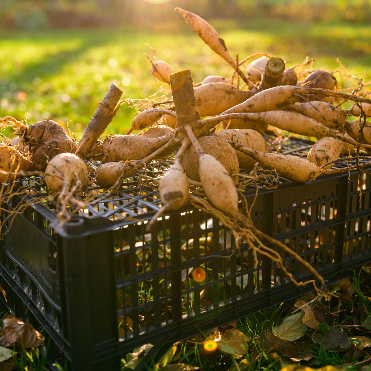 Dahlia tubers drying on a plastic crate