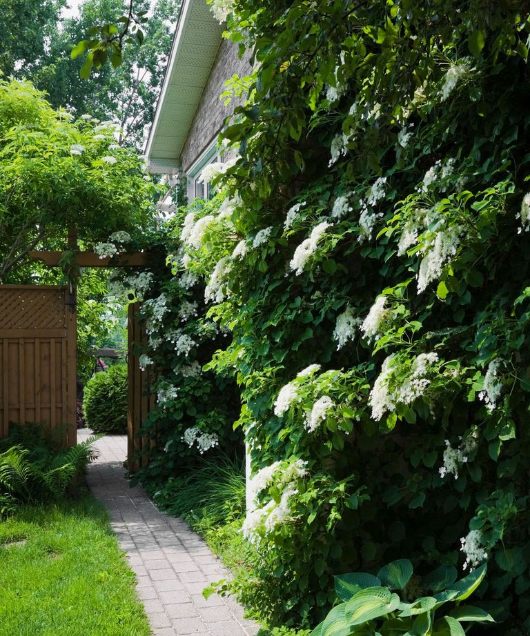 10 climbing plants for the front of your house | Livingetc