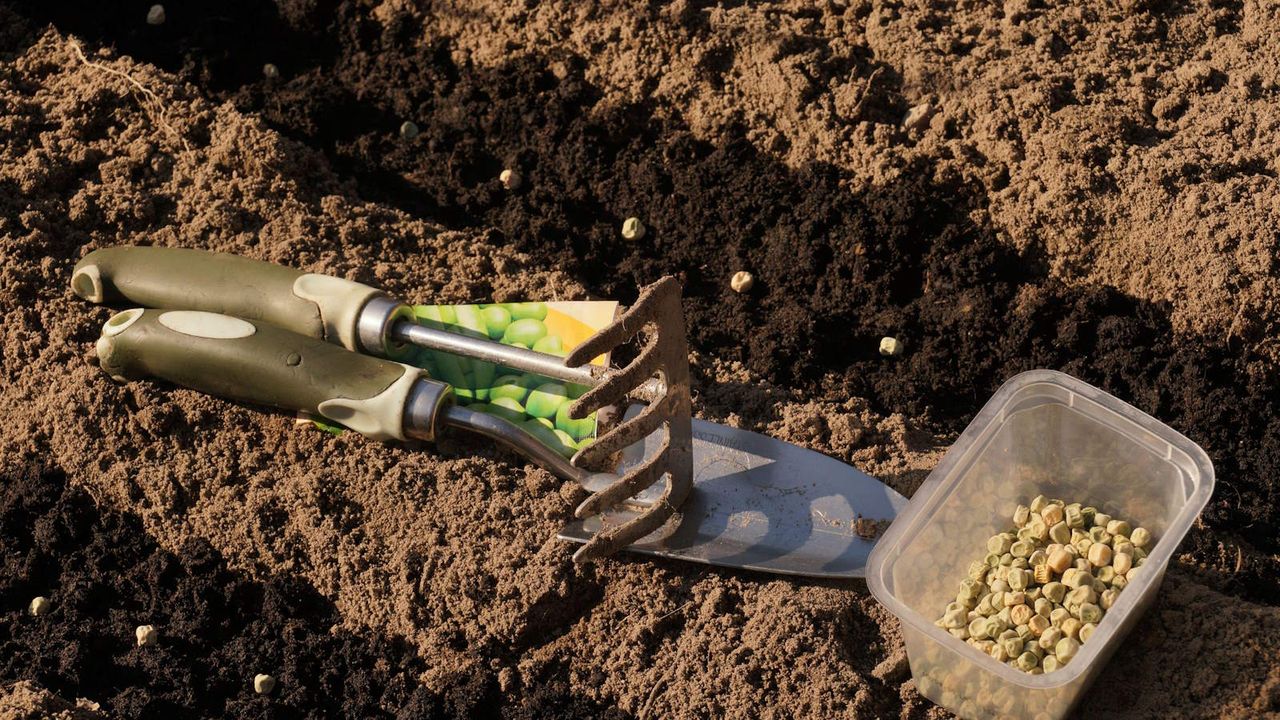 Sowing pea seeds outdoors directly into the vegetable garden