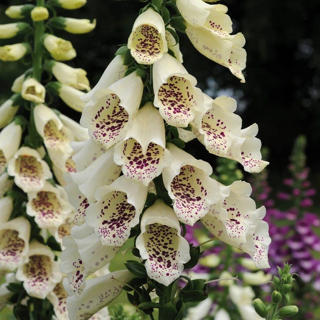 Digitalis Purpurea Dalmation Cream - Foxgloves