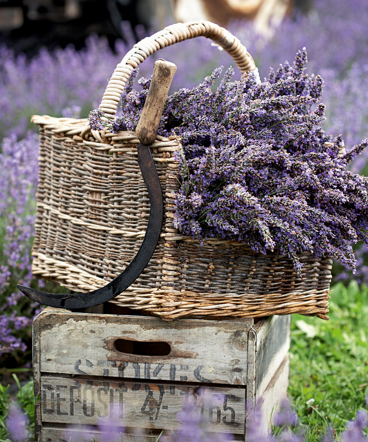 Freshly picked lavender in  a basket