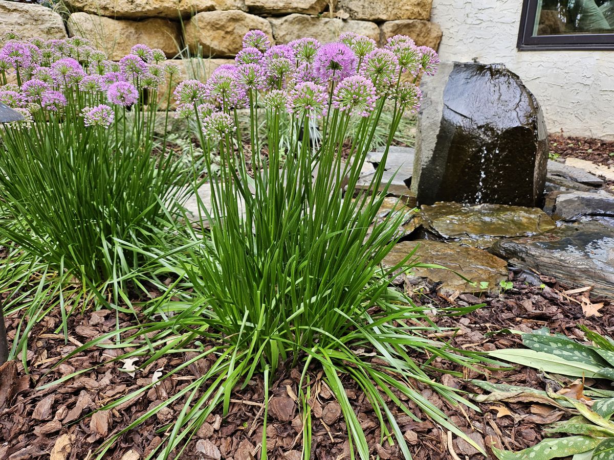 Samsung Galaxy Z Flip 5 camera samples