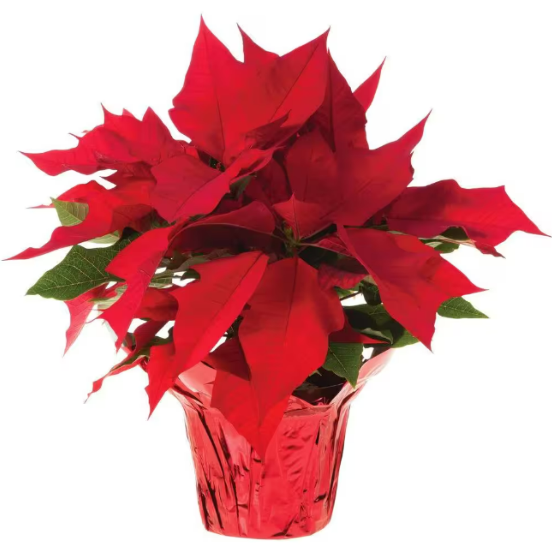 When Do Poinsettias Turn Red? Here's What You Need to Know | Livingetc
